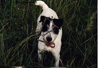Étalon Jack Russell Terrier - Suzan's Pride Zazie