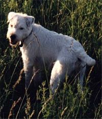 Étalon Jack Russell Terrier - Suzan's Pride Zospecial