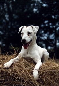 Étalon Jack Russell Terrier - CH. Sweety Des fields du real