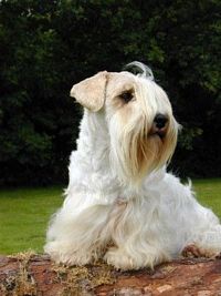 Étalon Sealyham Terrier - Enzo Vom ammelbruch
