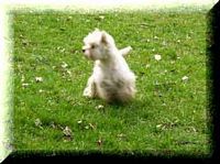Étalon West Highland White Terrier - Pyrrha Du moulin de labatut