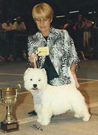 Étalon West Highland White Terrier - CH. Ashgate Ben earb