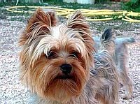 Étalon Yorkshire Terrier - Phenix Du jas de laure