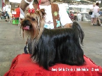 Étalon Yorkshire Terrier - Sandy  girl Du clos de la belle heloise