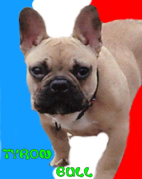 chien-bouledogue-fran-ais-tyron-de-sabres