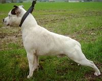 Étalon American Staffordshire Terrier - Staffanatic's Tymon