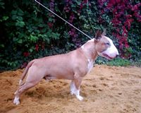 Étalon Bull Terrier - Staffanatic's Tyson