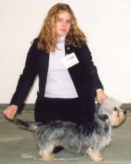Étalon Dandie Dinmont Terrier - Circe-bella Vom mark brandenburgischen hof