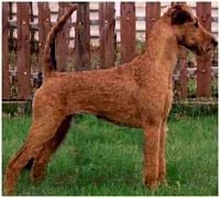 Étalon Irish Terrier - CH. Merrymac x-tremely nice (Sans Affixe)