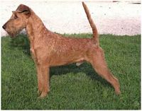 Étalon Irish Terrier - CH. O'Nut Glen Tickety-boo