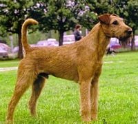 Étalon Irish Terrier - CH. Merrymac Right to the top