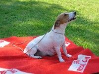 Étalon Jack Russell Terrier - Razzia Tad koz