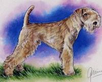 Étalon Lakeland Terrier - CH. R de rien Du hameau du roy