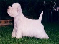Étalon West Highland White Terrier - CH. N'rob roy du Moulin de Mac Grégor