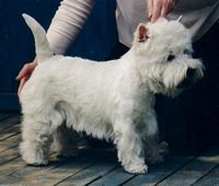 Étalon West Highland White Terrier - Royal racer De catextol