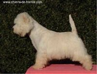 Étalon West Highland White Terrier - Ablone Union jack