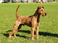 Étalon Irish Terrier - CH. O'Nut Glen Upper class