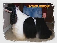 Étalon American Cocker Spaniel - Very Vigie Vasarelli
