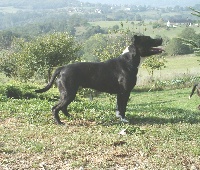 Étalon American Staffordshire Terrier - Power Thunderbolt's Saphir
