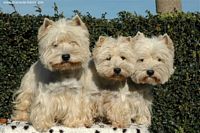 Étalon West Highland White Terrier - Ablone Toffiefee