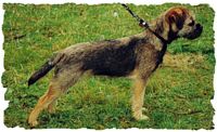 Étalon Border Terrier - Ultimate choice mia Hemcath's