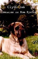 Étalon Mastiff - Clyde des Chenaies de Kom Pystou