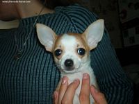 Étalon Chihuahua - Ulyssia du terril du nord