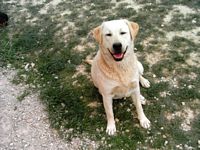 Étalon Labrador Retriever - Utopie (Sans Affixe)