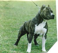 Étalon American Staffordshire Terrier - Sulyvan du Clan de Versailles