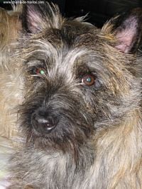 Étalon Cairn Terrier - Uppercut De la marie cairnou
