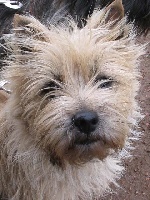 Étalon Cairn Terrier - Spice of scotland De sinforace