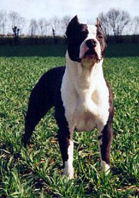 Étalon American Staffordshire Terrier - Roxanne de L'Abbaye de Fontevrault