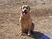 Étalon Labrador Retriever - Ulan (Sans Affixe)