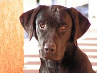 Étalon Labrador Retriever - Viancee (Sans Affixe)