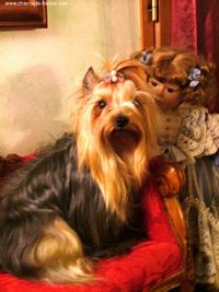 Étalon Yorkshire Terrier - Symphonie D'amour