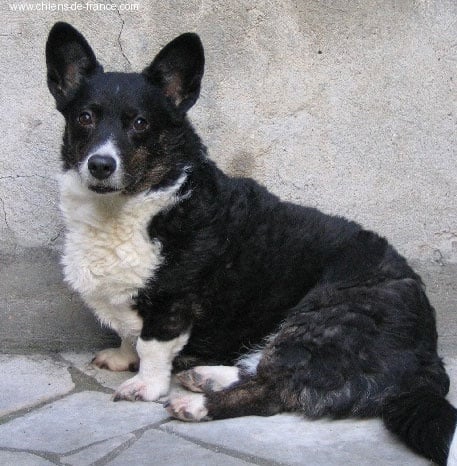 Les Welsh Corgi Cardigan de l'affixe   de la Cité des Maraudeurs