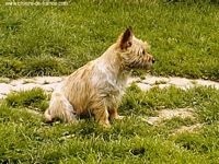 Étalon Cairn Terrier - Van gogh De malaga