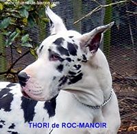 Étalon Dogue allemand - Thori De roc-manoir
