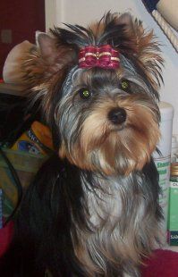 Étalon Yorkshire Terrier - Angie woman star du Majestic des Milord's