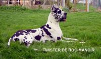 Étalon Dogue allemand - Twister De roc-manoir