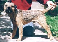Étalon Border Terrier - Sherlock holmes Devon loch
