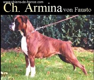 CH. Armina Von fausto