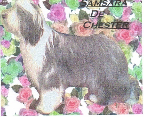 Les Bearded Collie de l'affixe   for to live
