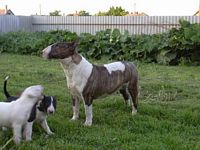 Étalon Bull Terrier - Hard diamond-bull's Kitty
