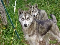 Étalon Siberian Husky - Vasco Des Loups De L'Etoile Polaire