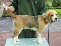 Étalon Beagle - Ulysse Des géants de flandre