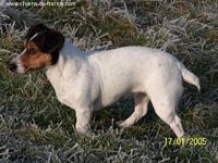 Étalon Jack Russell Terrier - Toumie (Sans Affixe)