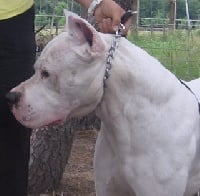 Étalon Dogo Argentino - Un brillo De los felinos blancos