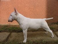 Étalon Bull Terrier - Bonita From turned and filled