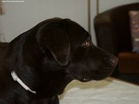 Étalon Labrador Retriever - Jingle tinkle Vanity